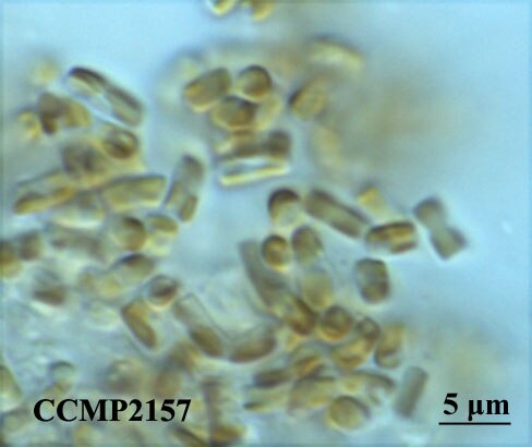 NCMA B20 | NCMA at Bigelow Laboratory